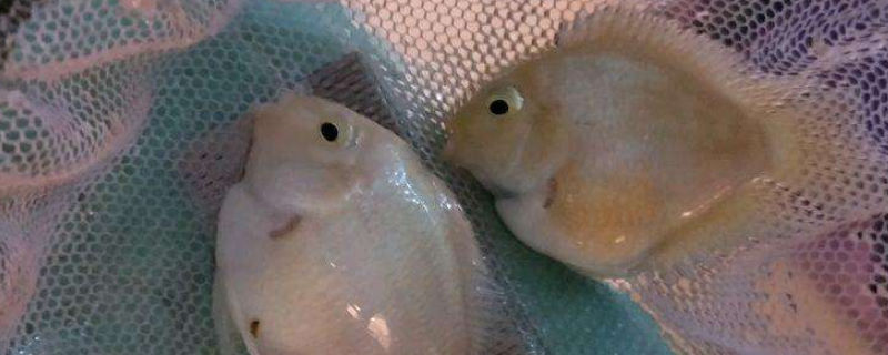 養(yǎng)鸚鵡魚水黃怎么辦
