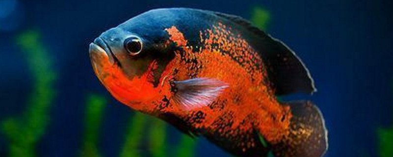 地圖魚怎么養(yǎng)長(zhǎng)得快