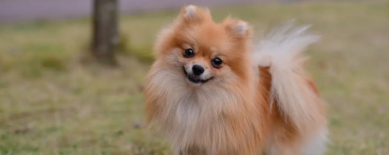 狗狗可以吃地瓜嗎