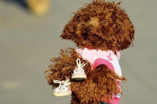 怎么訓練泰迪站著走路，教泰迪犬學走路方法與教程