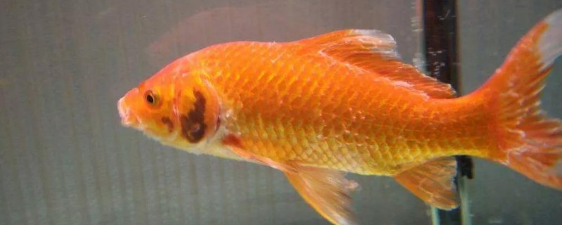 為什么金魚(yú)身上有白點(diǎn)