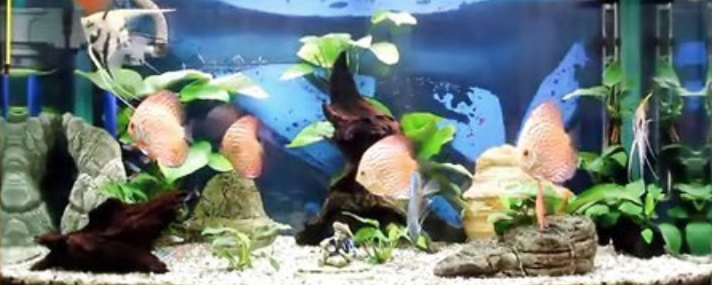 七彩神仙魚不愛游動怎么回事