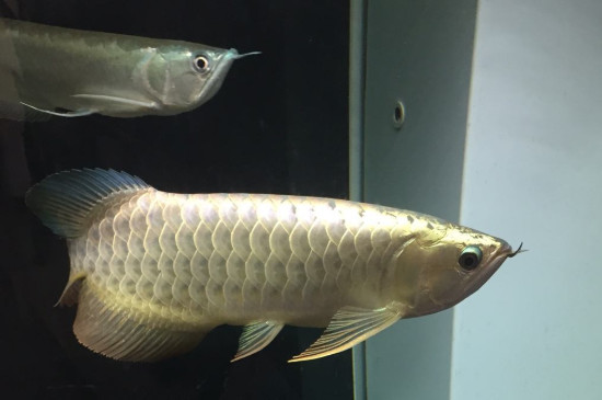 養(yǎng)龍魚要多大的缸