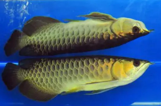 金龍魚吐珠是怎么回事