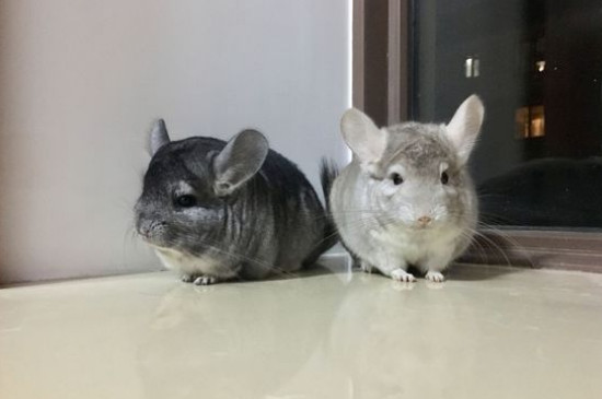 龍貓好養(yǎng)嗎