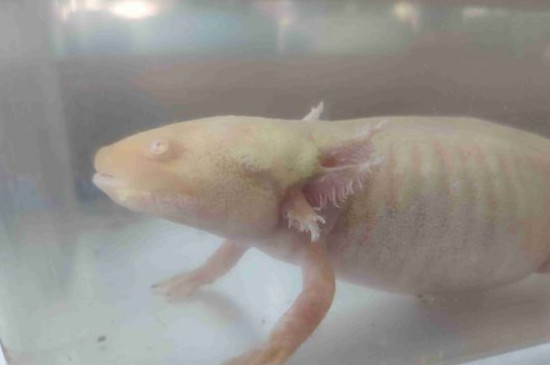 六角龍魚(yú)怎么繁殖