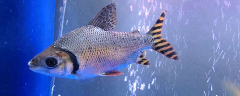 飛鳳魚(yú)怎么分公母，飛鳳魚(yú)雌雄分辨方法