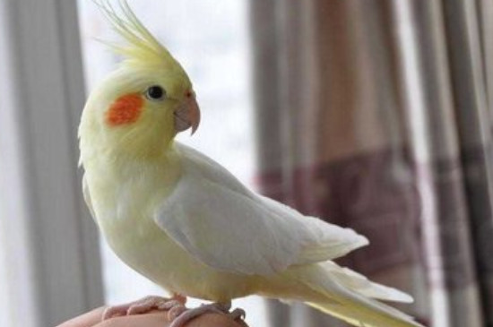 玄鳳鸚鵡公母怎么區(qū)分