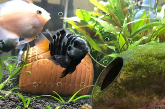 迷你鸚鵡魚打架的原因