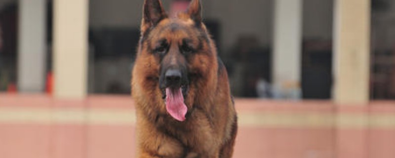 德國牧羊犬價(jià)格多少錢一只，純種德牧幼犬一般3000-8000元
