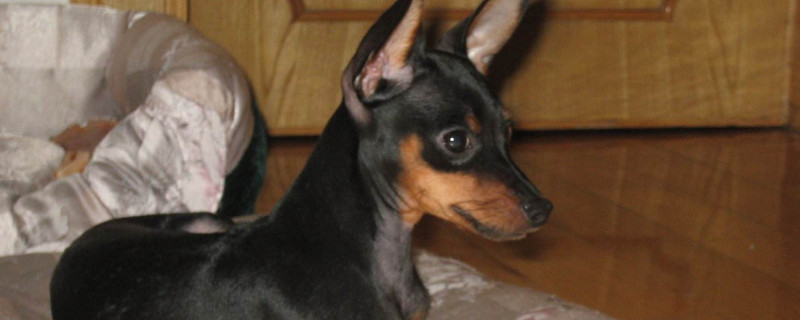 小鹿犬的缺點(diǎn)