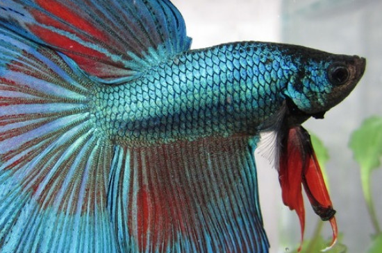 斗魚吃黑殼蝦嗎