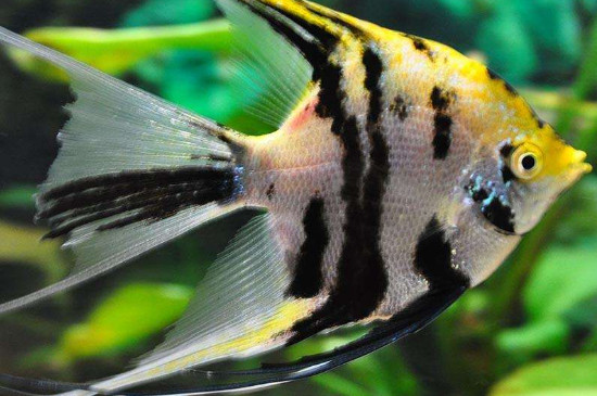 神仙魚繁殖的正確方法