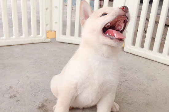 養(yǎng)柴犬的禁忌