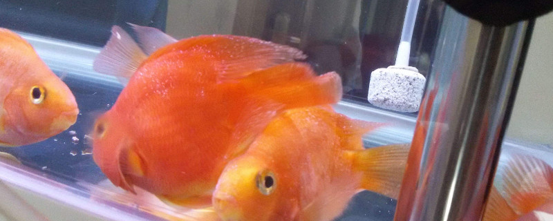 鸚鵡魚(yú)變黑了怎么辦