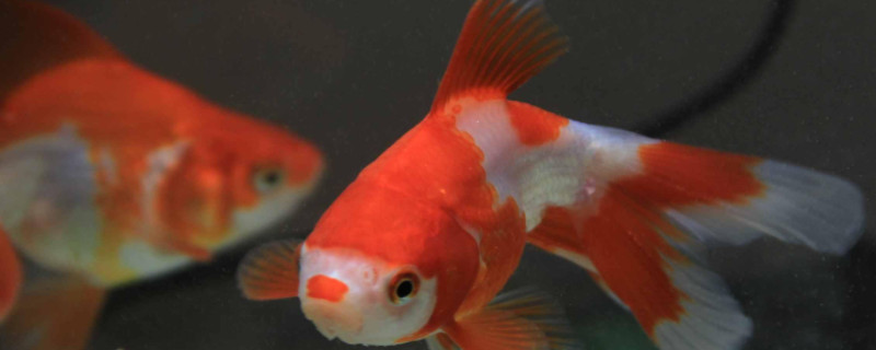金魚產(chǎn)卵后水渾怎么辦