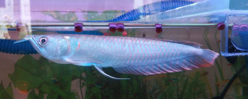銀龍魚怎么養(yǎng)不死，養(yǎng)銀龍的技巧
