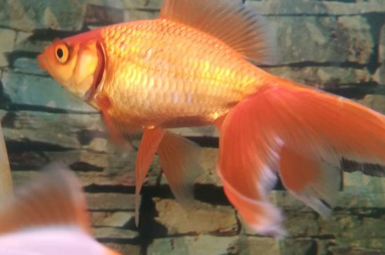 金魚的記憶有多久