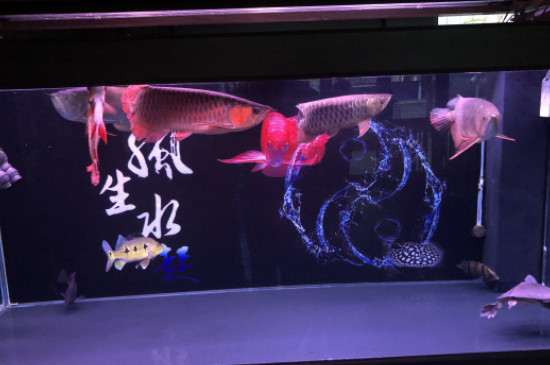 龍魚立鱗會自愈嗎
