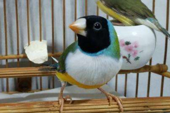 七彩文鳥繁殖幾窩一年