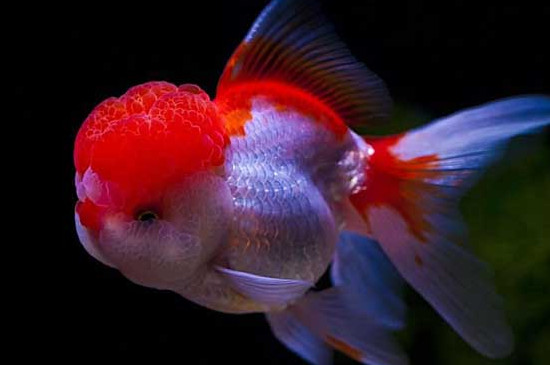 金魚顏色變淺是怎么回事