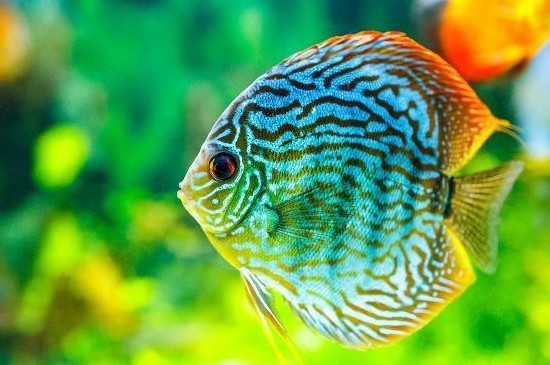 七彩神仙魚(yú)不吃食越來(lái)越瘦