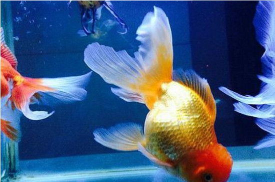 金魚為什么養(yǎng)不活