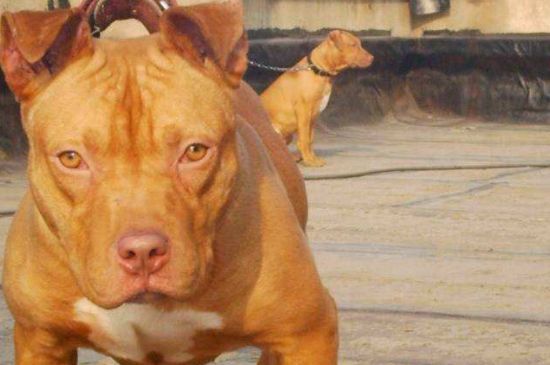 比特犬怎么訓(xùn)練，訓(xùn)練其野性以及肌肉爆發(fā)力的方法