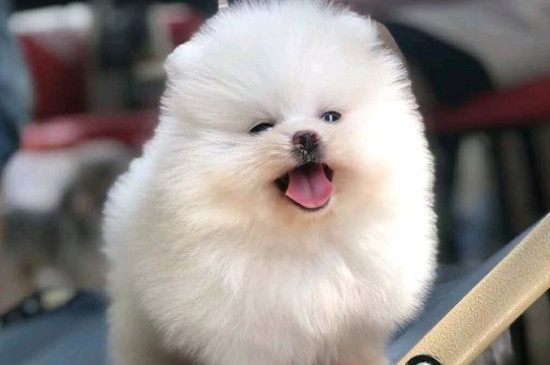 養(yǎng)博美的禁忌