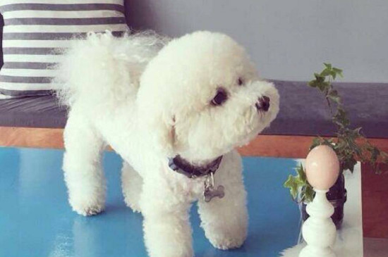 比熊犬怎么養(yǎng)，新人養(yǎng)比熊犬注意事項