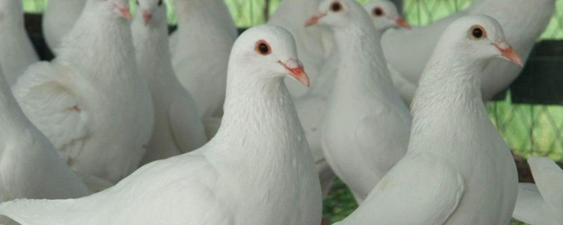 如何飼養(yǎng)鴿子