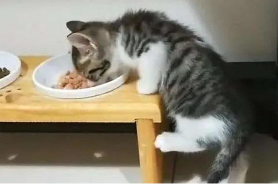 貓咪可以吃蝦肉嗎