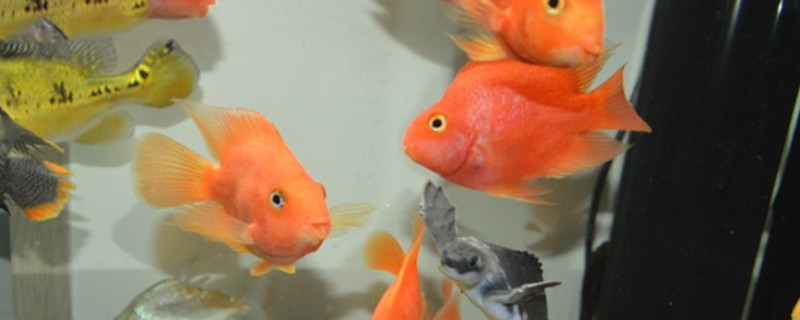鸚鵡魚(yú)能活幾年