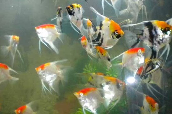 神仙魚可以和蝦混養(yǎng)么