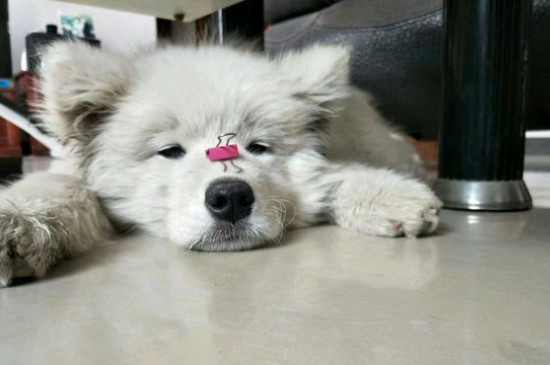 薩摩耶公犬發(fā)情期癥狀