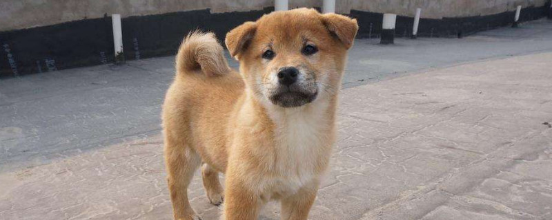 柴犬尷尬期幾個(gè)月
