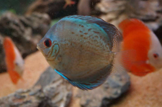 七彩神仙魚好養(yǎng)嗎，養(yǎng)七彩神仙魚的注意事項(xiàng)