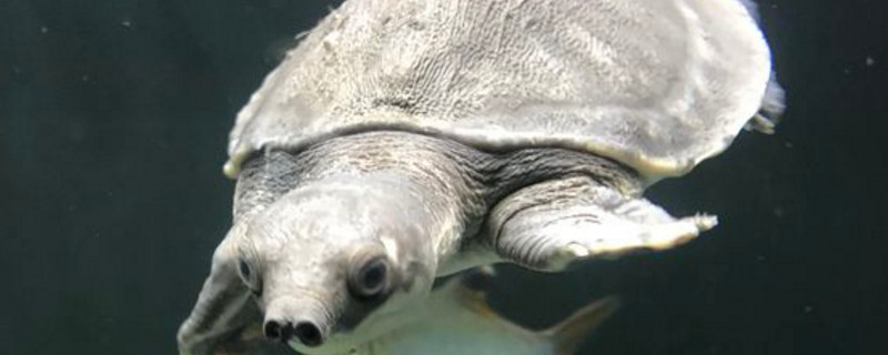 如何讓豬鼻龜不咬龍魚