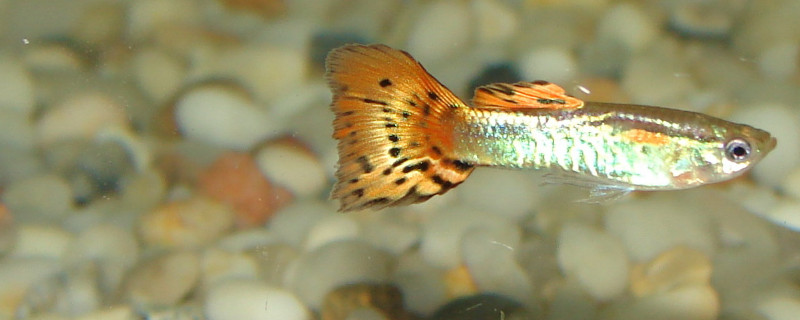 孔雀魚身上有白色絮狀物怎么治