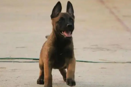 馬犬在北方能在外面過(guò)冬嗎