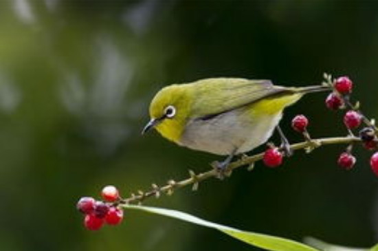 繡眼鳥怎么分公母