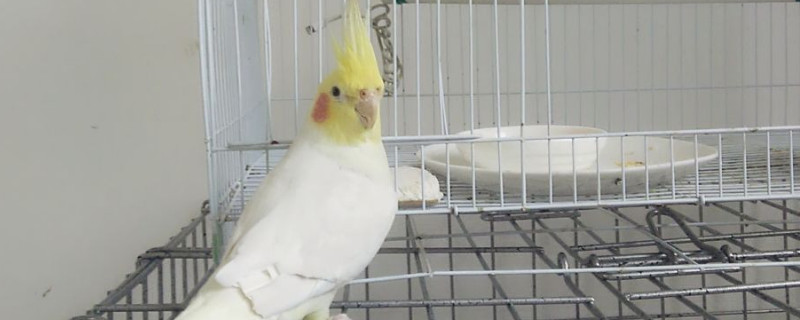 玄鳳鸚鵡壽命多少年