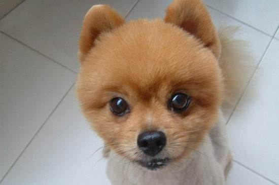 俊介犬好養(yǎng)嗎