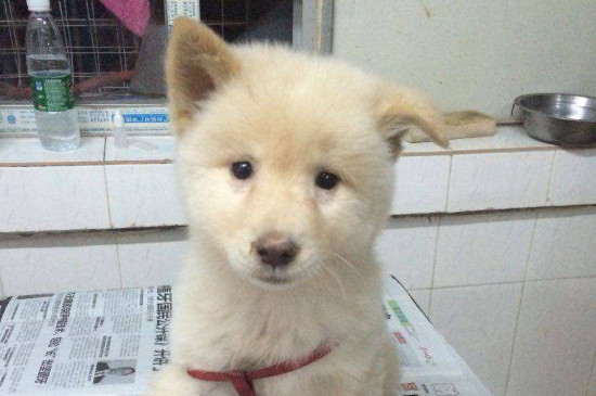 狗狗在家里撒尿怎么辦