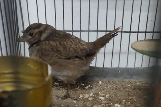 百靈鳥喂什么毛色好