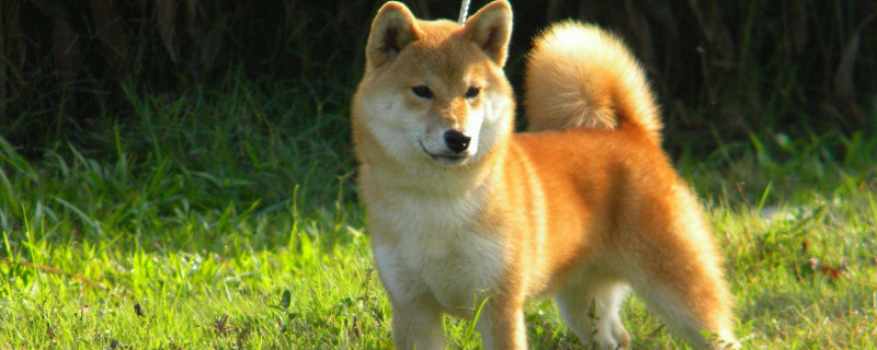 日本柴犬與秋田犬區(qū)別