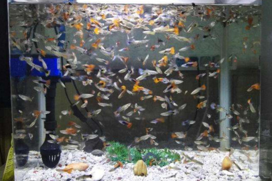 孔雀魚苗可以餓多久