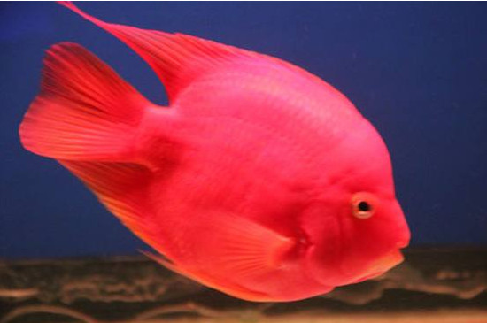 鸚鵡魚趴缸躲角落是什么原因