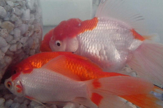 金魚尾巴上有白點(diǎn)
