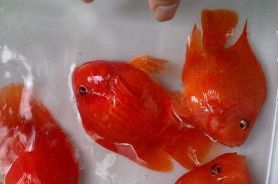 鸚鵡魚身上有白霜爛鰭